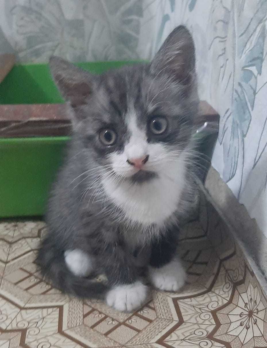 Котенок в добрые руки