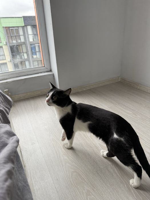 Отдам кота в хорошие руки срочно