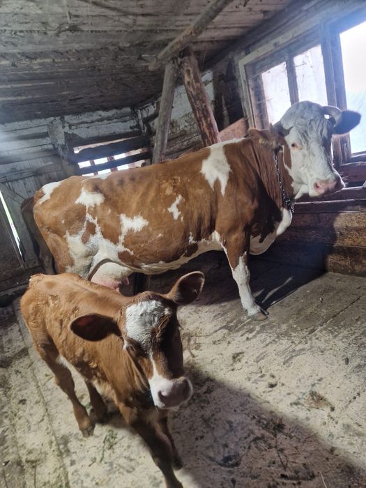 Vând vacă bălțată românească cu vițică de 2 luni