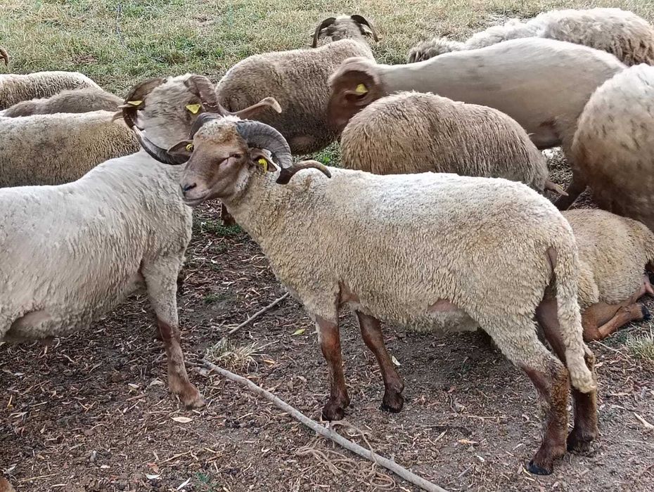 Berbeci tigăi rugini tineret