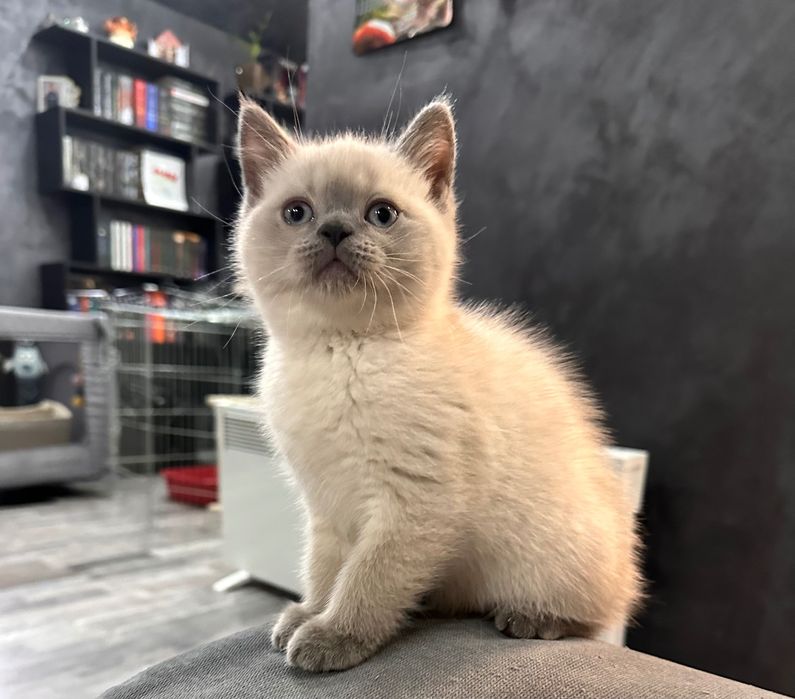 Британски котета