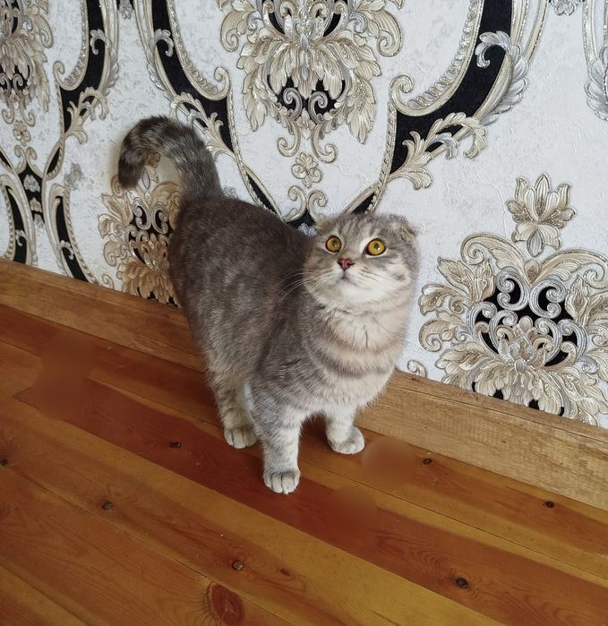 Skotish fold o'g'il bola mushukcha sotiladi