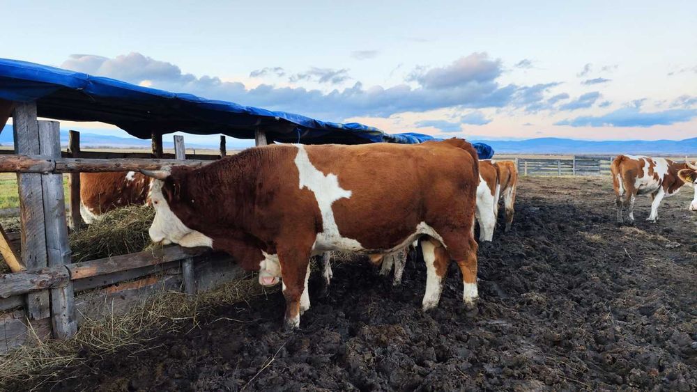 De vânzare 22 vaci bălțate roșii și un taur – în Borzont!