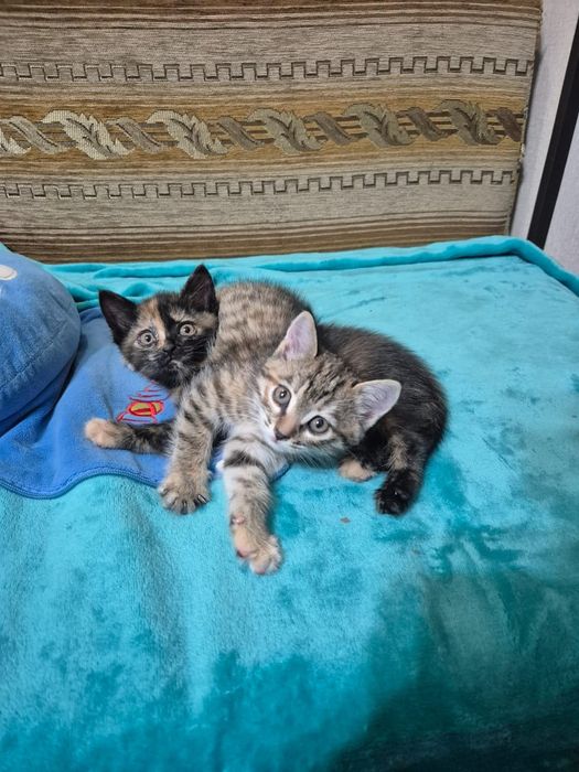 Котята, 1,5 месяца
