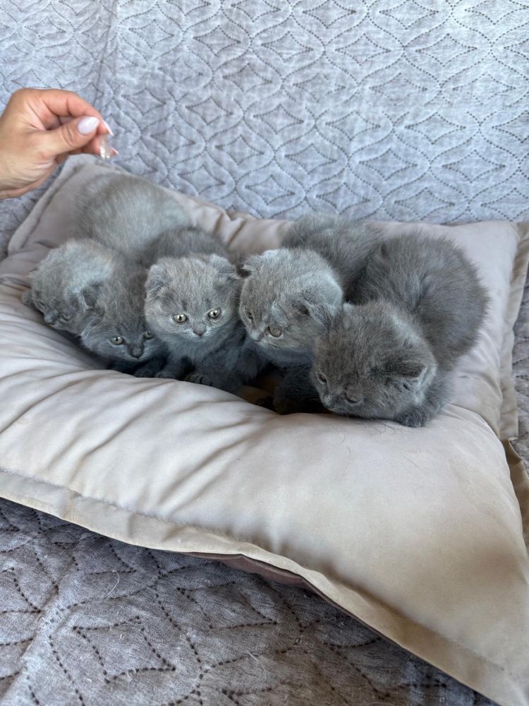 Шотландски късокосмести клепоухи котенца