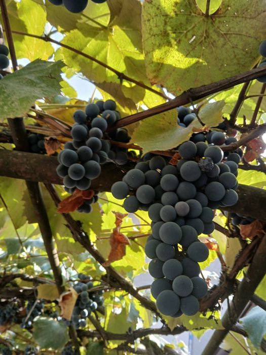 Vita de vie Anul 1 2 3