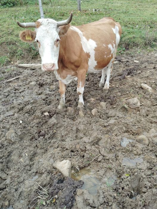 Vând vaca de 10 ani cu vițel.