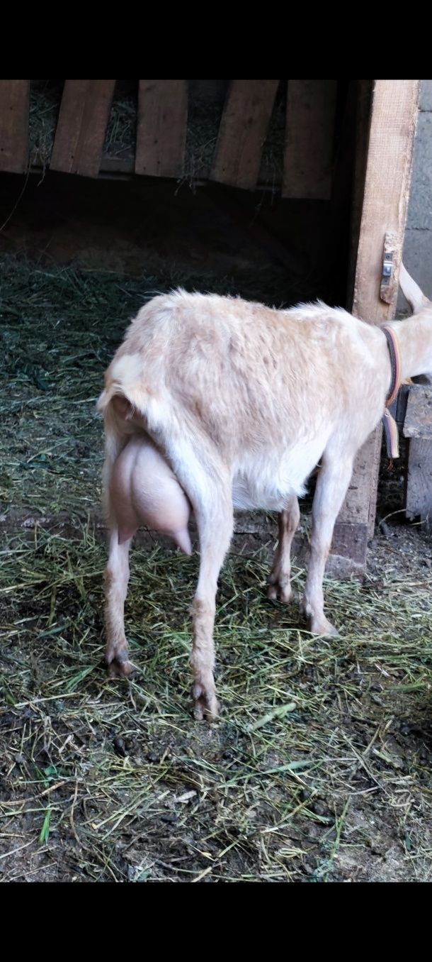 Capra fătată de neleapcă. Metis de sannen cu carpatina.