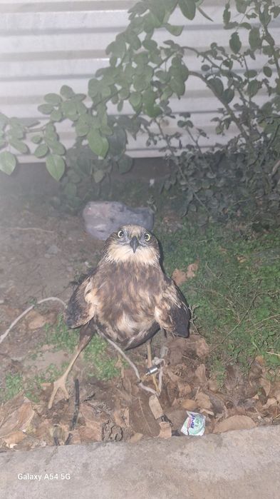 Qamich lochini xali yosh