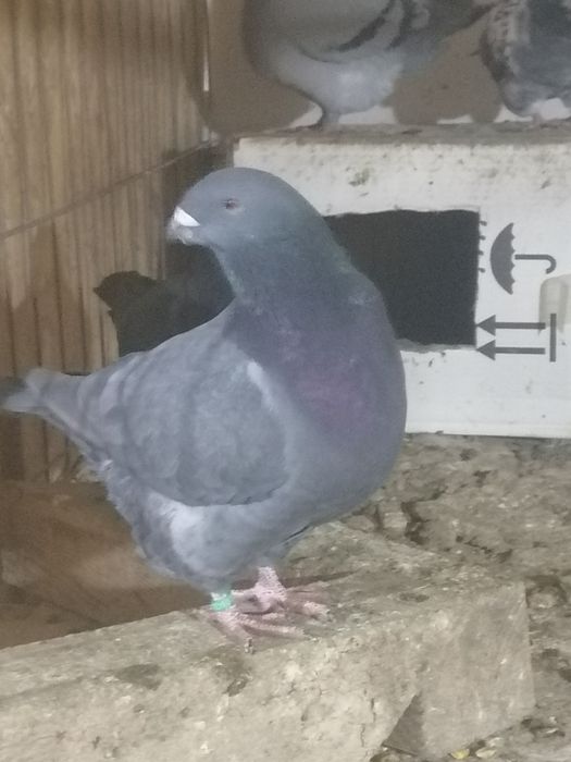 Porumbei american AGH