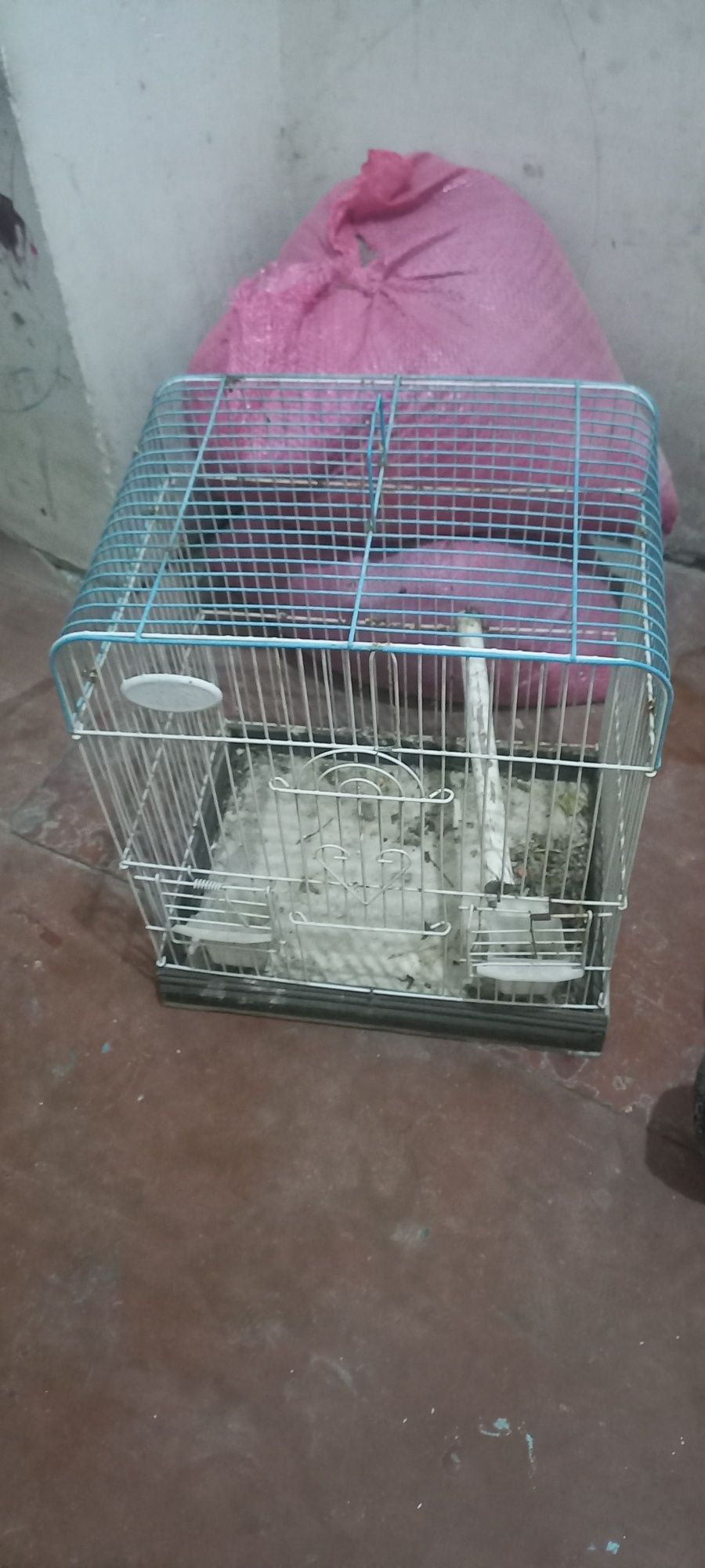 Qush ini sotiladi