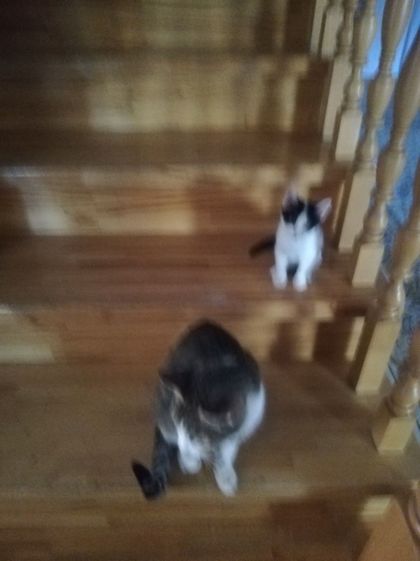 Отдам котят в дрбрые руки