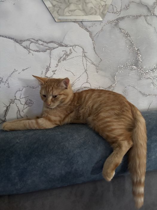 Продаётся котёнок мальчик