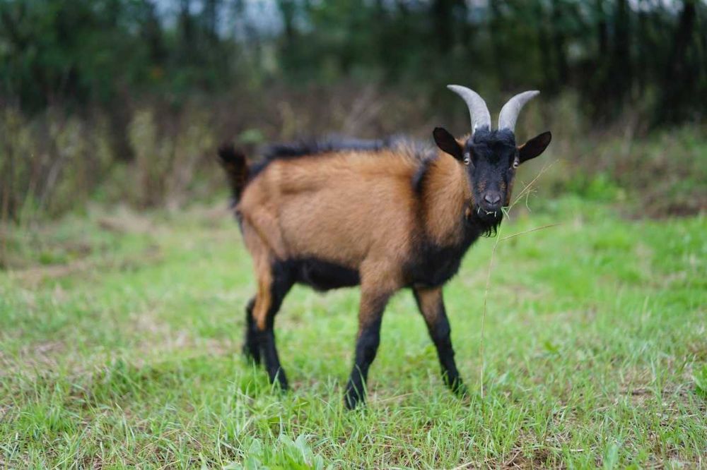 Vand tapisor rasa alpina franceza 8 luni