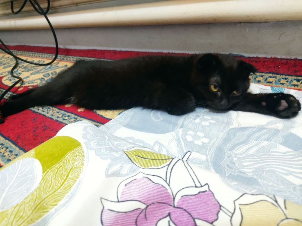 Кошка шотладская