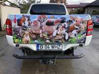INSCRIPTIONARI AUTO Colantari Geamuri Stickere Window Graphics