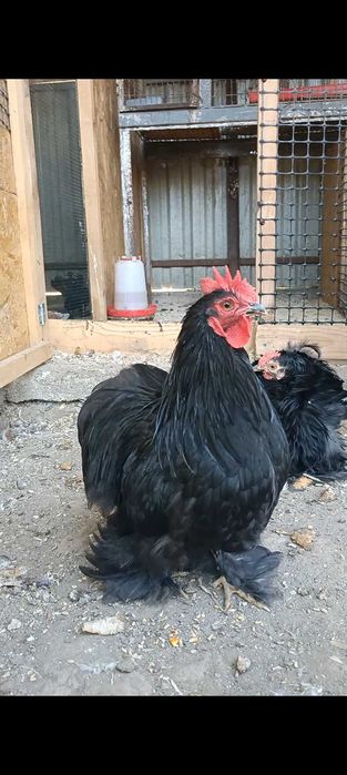 Găini moțate bărboase incaltate (strumsky)