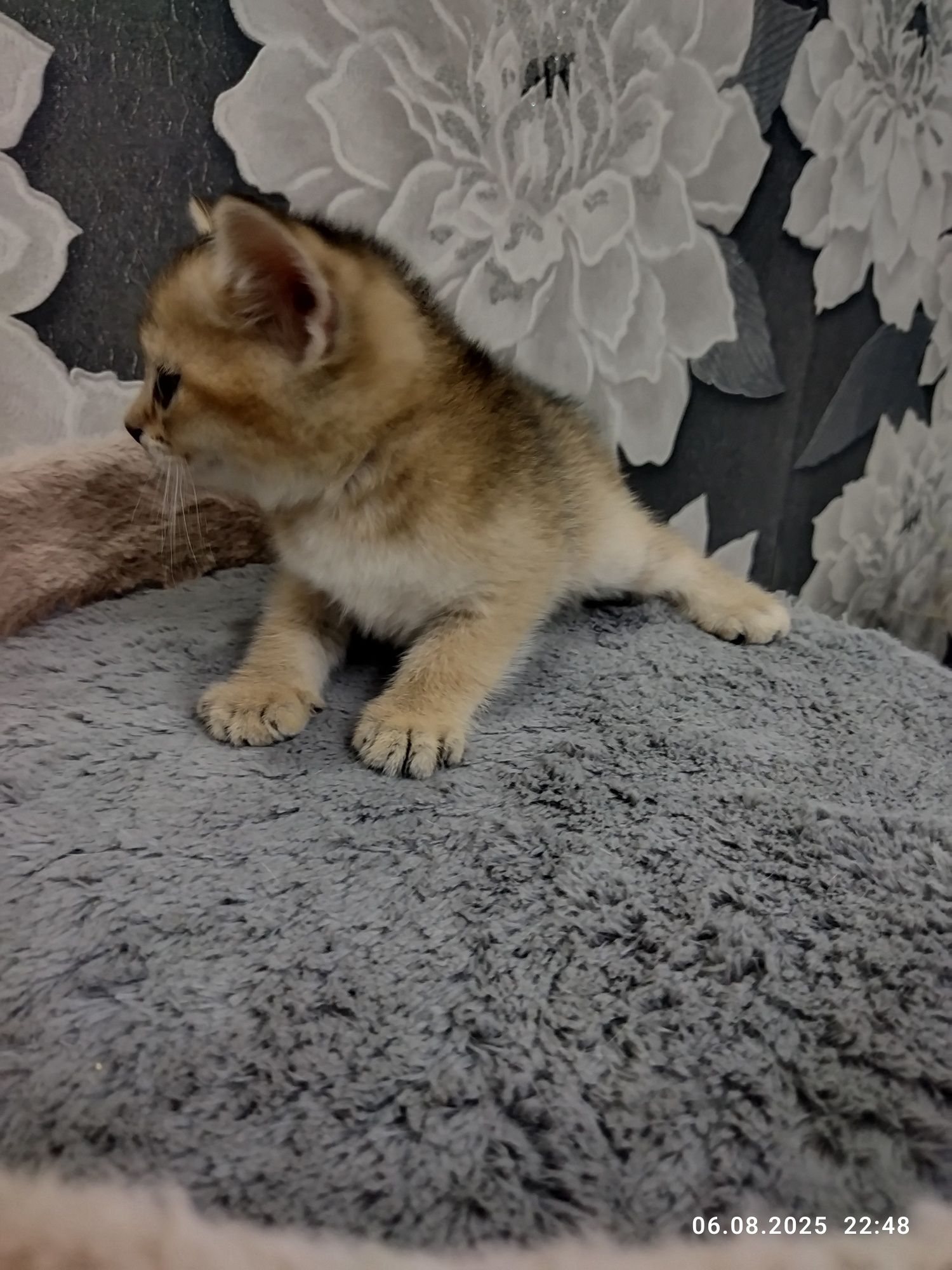 Продаются котята золотая шиншилла