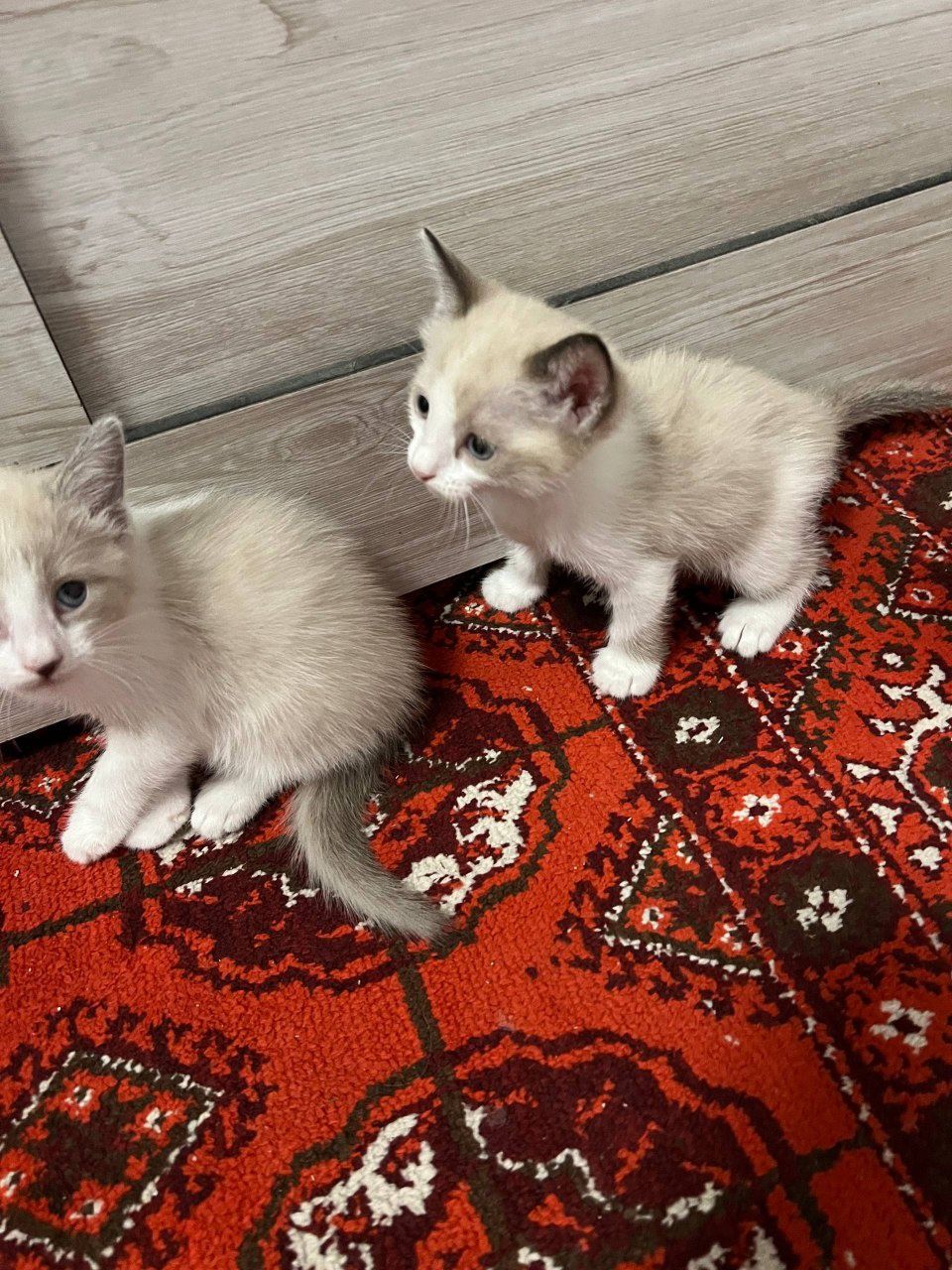 Bir biridan shirin mittichalar yaxshi insonlarga beraman