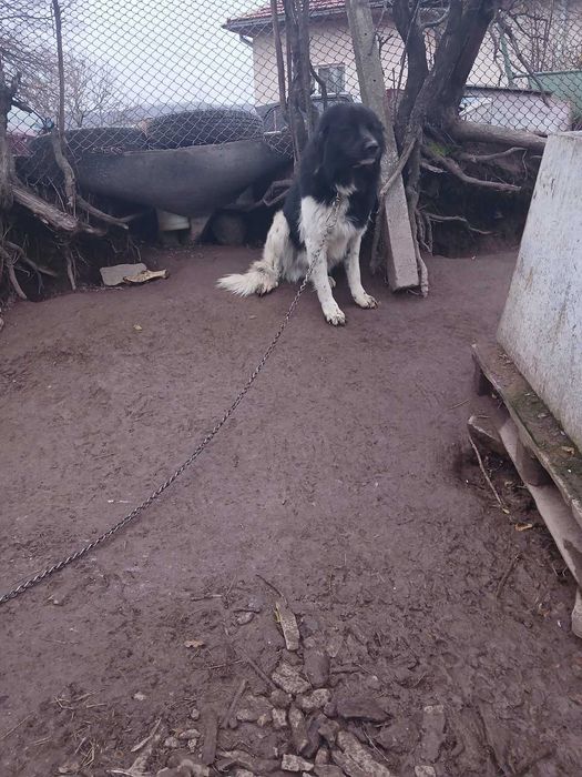 Подарявам малки кученца