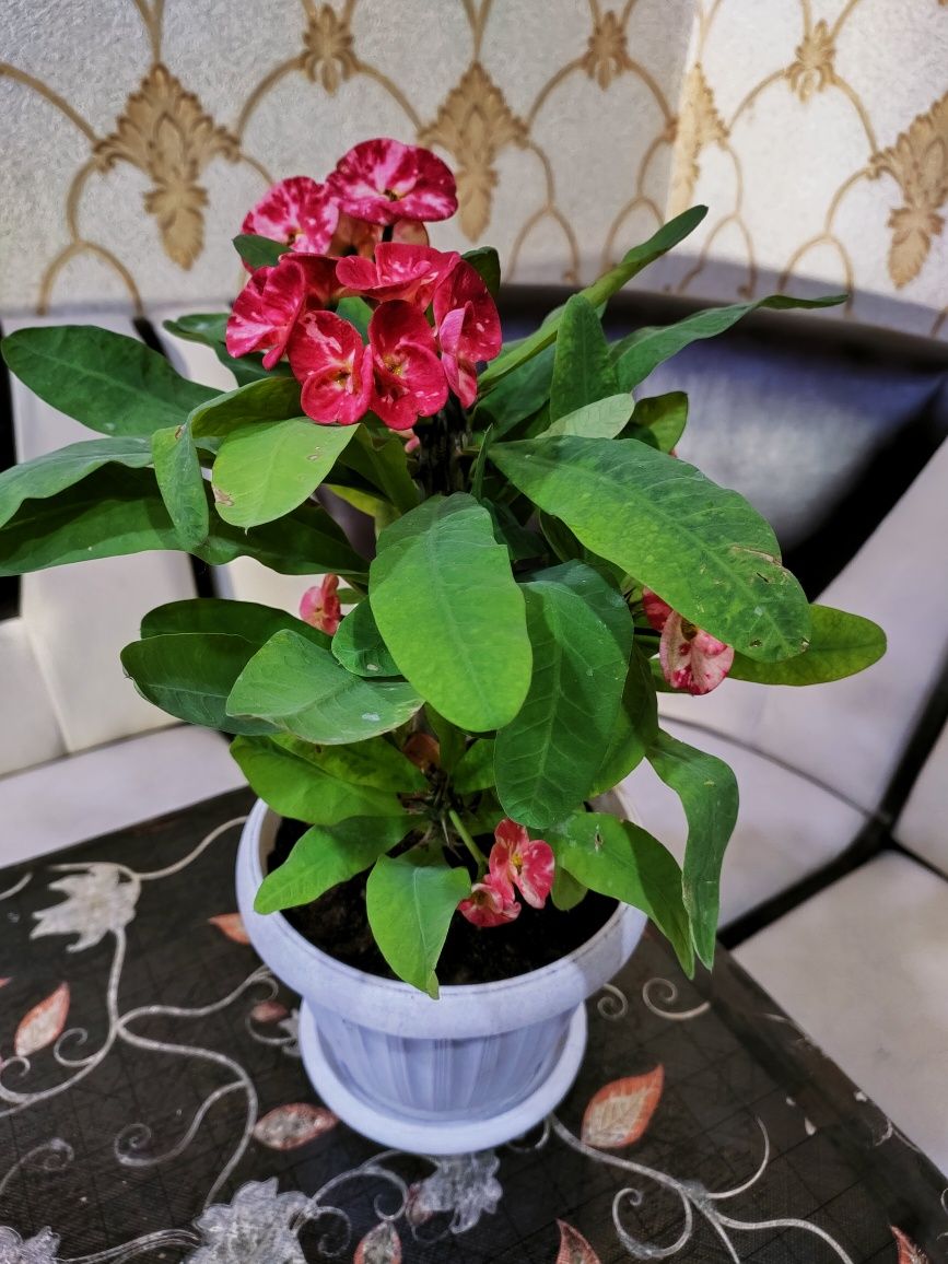 Комнатные растения. Доставка есть