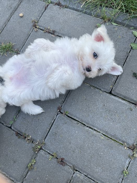 Maltez rasa pura toy F+M