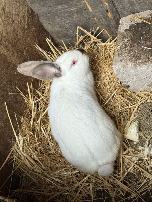 Vand un mascul+o femela 250 de lei se vand urgent