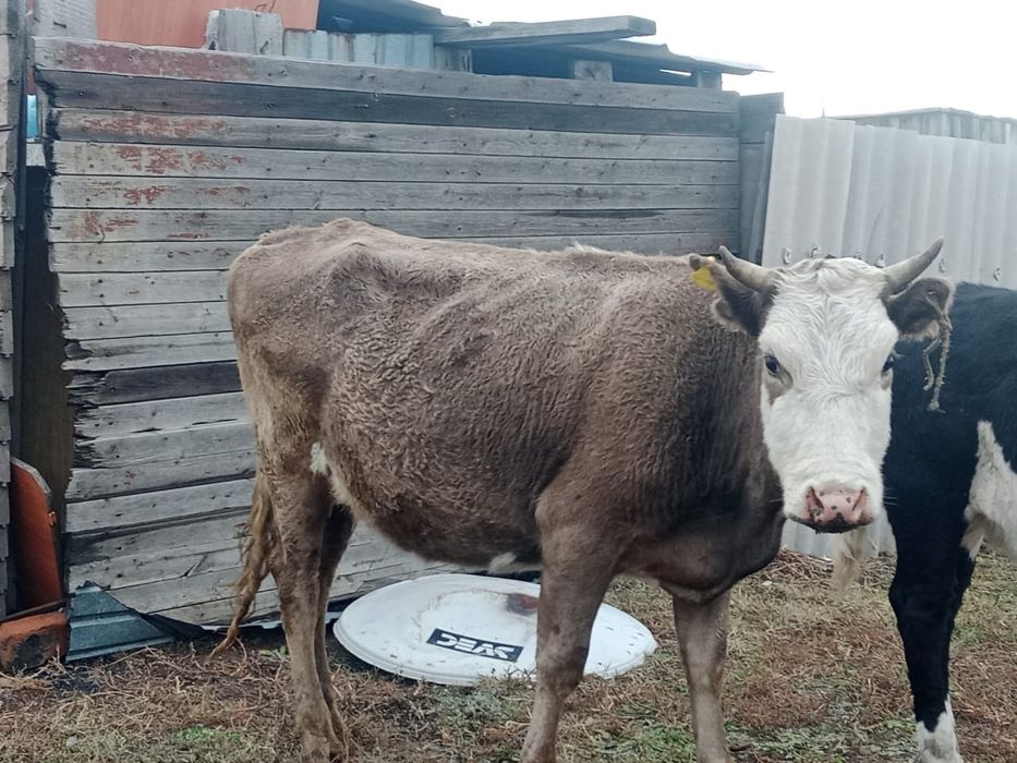 Продам  корову и теленка