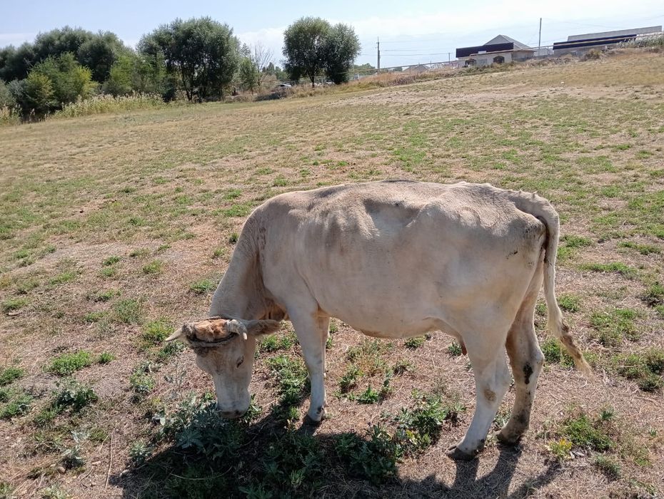 Сауынды сиыр 5 жасар