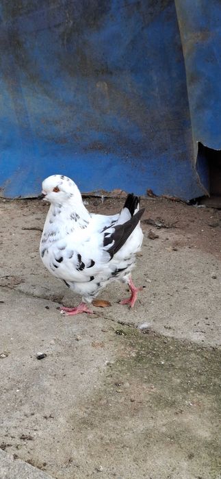 Porumbei king de vanzare