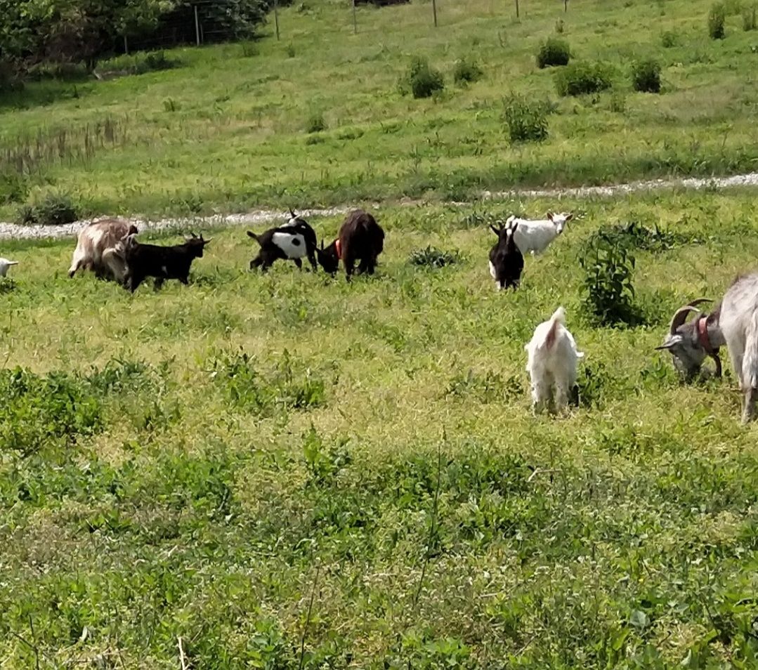 Iezi pentru păstrat sau sacrificat