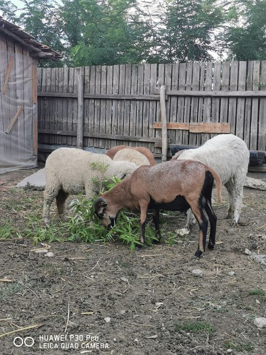 Miei de Camerun și miei