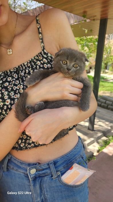 котята скотиш фолд и страйт