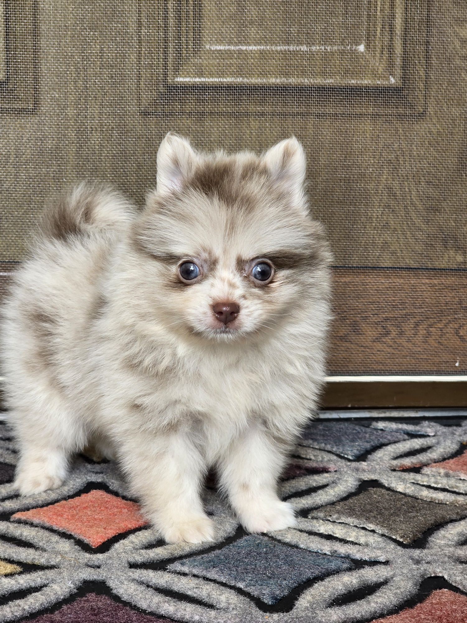 Pomeranian fetita