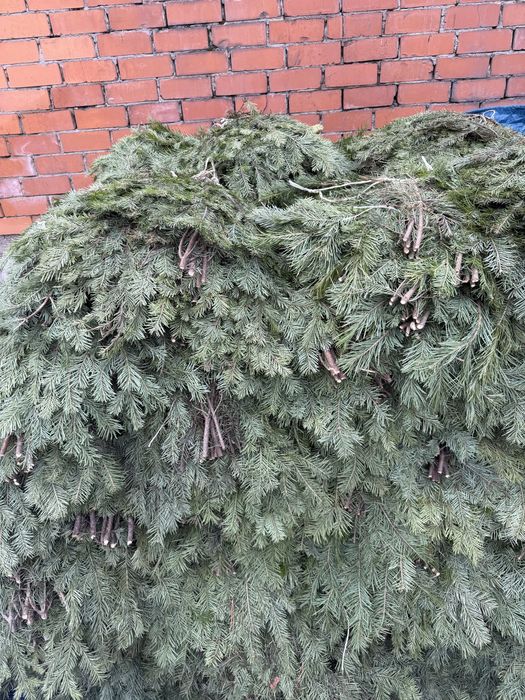 Лапник пихта банч пихтовый веник пихтовый