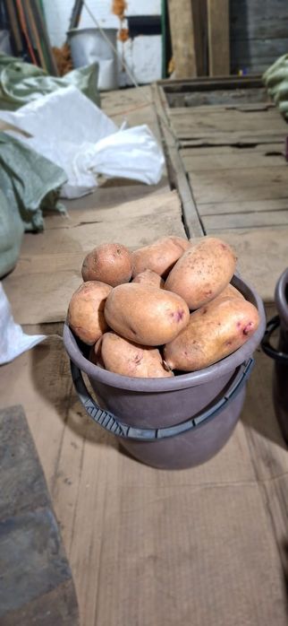 Продам дачный картофель 1 ведро ( 10 л ) 3000