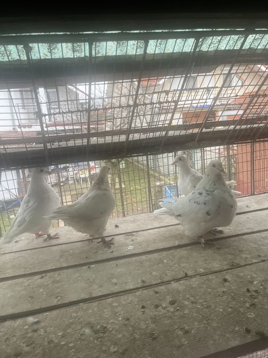 Porumbei texani de vanzare