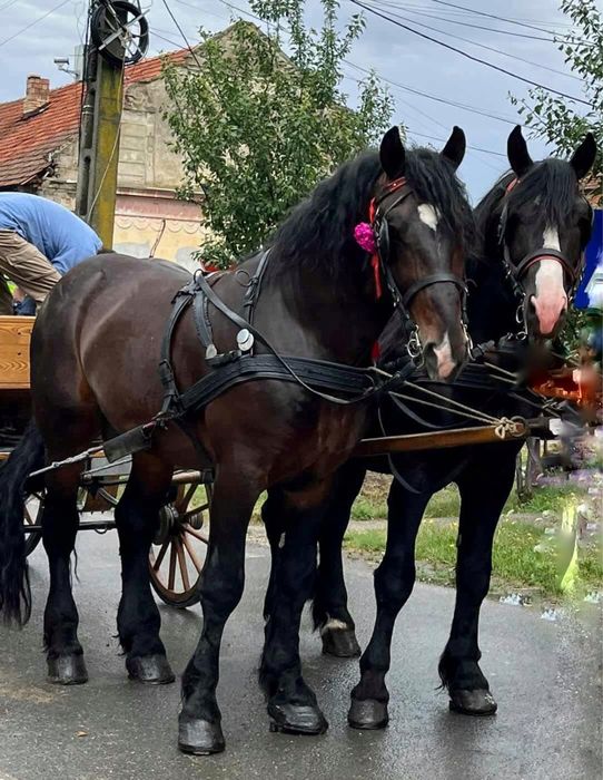 De vanzare doi armasari din tata percheron