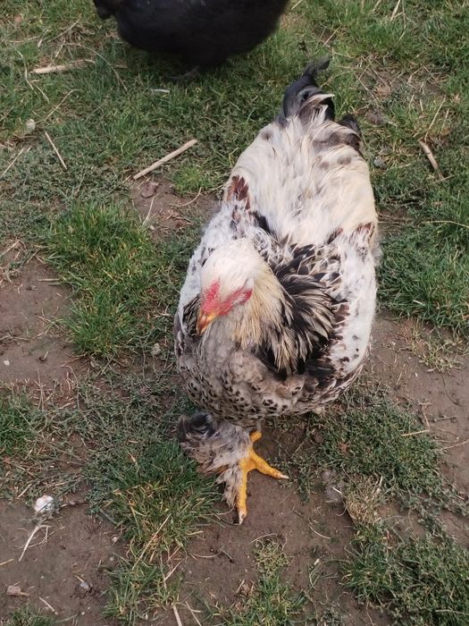 Vând cocoși tineri brahman