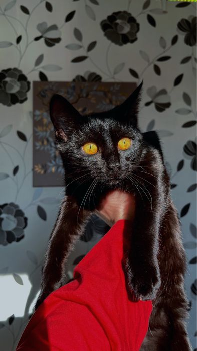 Отдаю котенка в добрые руки!