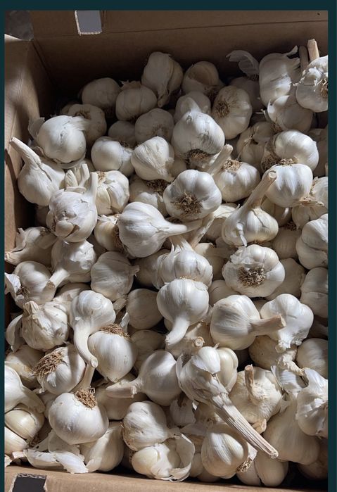 Vand seminte de lucerna si usturoi