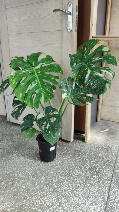 Продам монстеру тайское созвездие