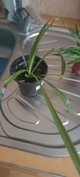 Хлорофитум детки