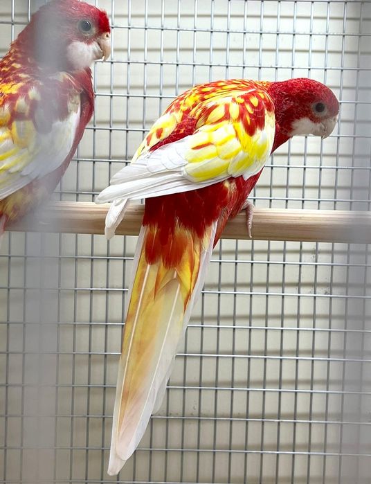 Продам ярко красочные разеллы