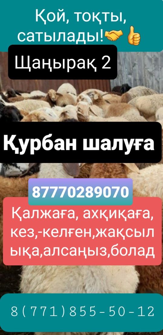 КоЙ. БаранЫ  Упитанный ТоктушкИ ПродаётсЯ.Бесплатная быстрая доставка.