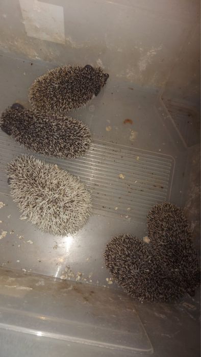 Vand Arici pitic african