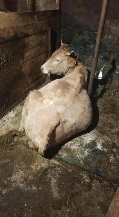 Юница на първо теле