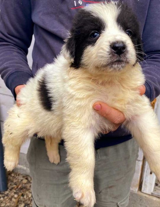 CRB din părinți foarte buni