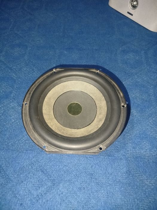Sambufer kalonka  18 sm
