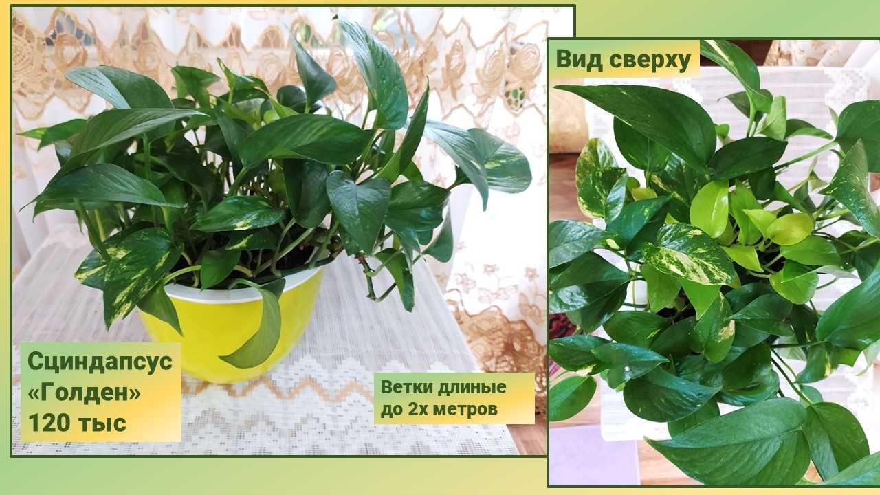 Сциндапус Энджой